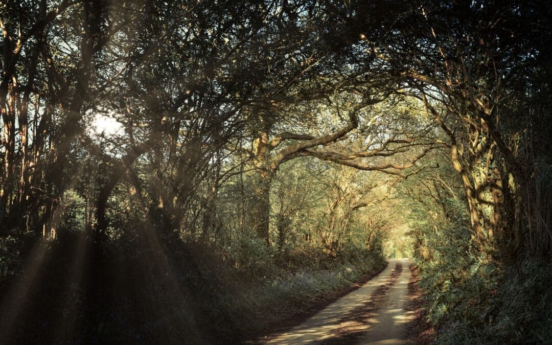 Feeling Off? Here’s Why Nature Might Be the Therapy You Need