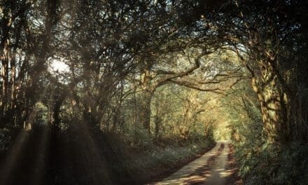 Feeling Off? Here’s Why Nature Might Be the Therapy You Need