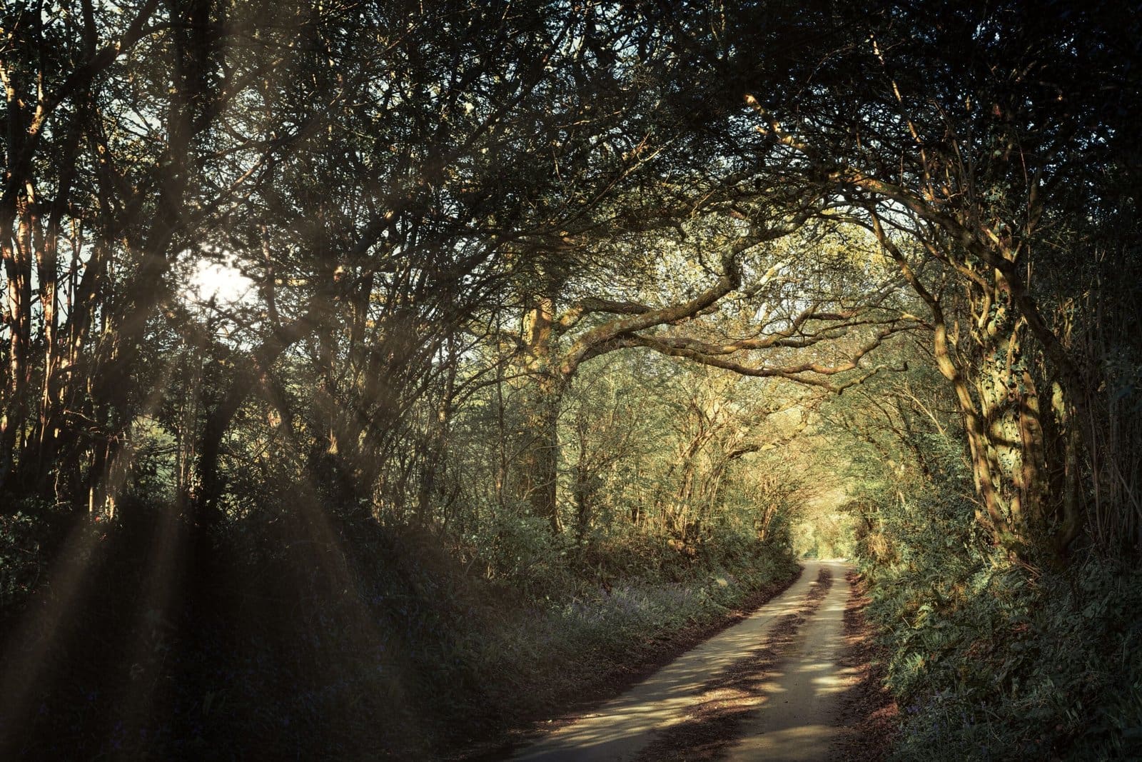 nature therapy forest trail with sunlight streaming through trees nature therapy forest trail with sunlight streaming through trees