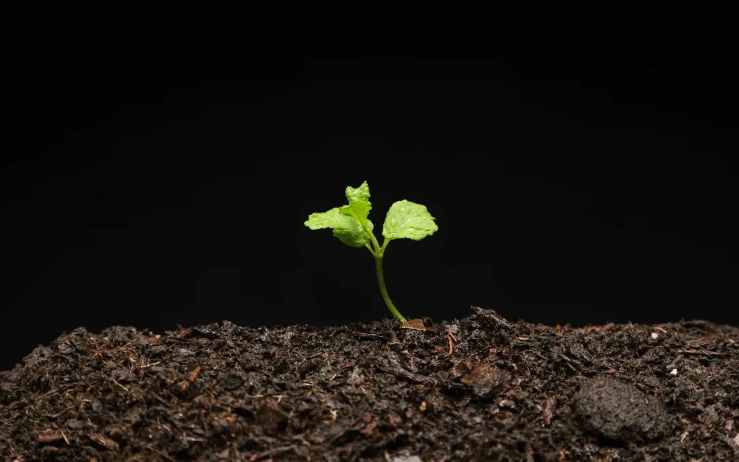 4 Lessons Plants Teach About Growth and Resilience