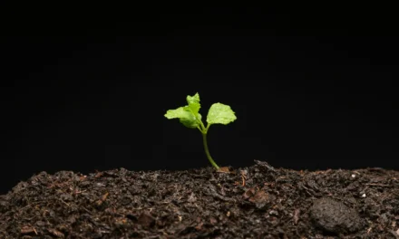 4 Lessons Plants Teach About Growth and Resilience