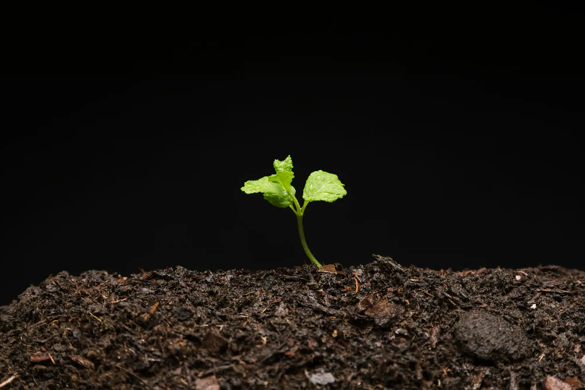 growth mindset lessons from nature with green sprouts in soil